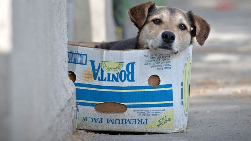 Realizarán una feria solidaria para ayudar a animales rescatados