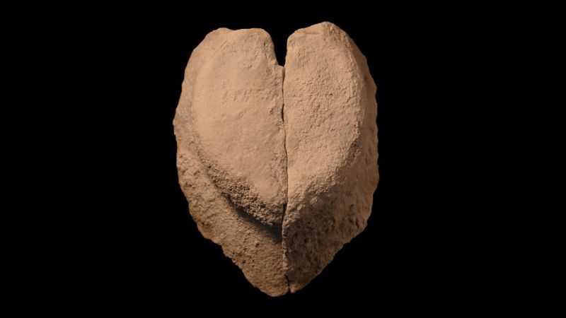 Investigadores platenses descubrieron en la Patagonia un molusco gigante de hace 150 millones de años