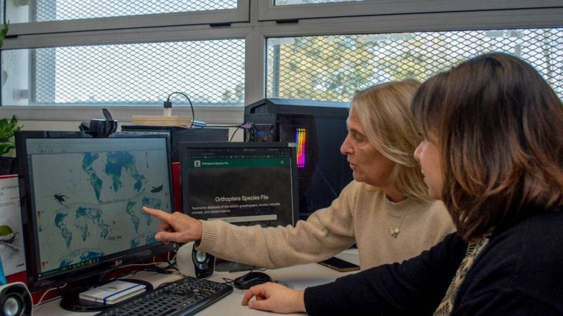 De saltamontes a grillos: un mapa global de los insectos fue elaborado en La Plata