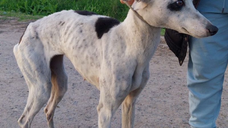 Rescataron a una galga desnutrida y aprehendieron a un hombre en La Plata