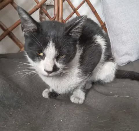 Buscan ayuda para un gatito desnutrido encontrado en La Plata