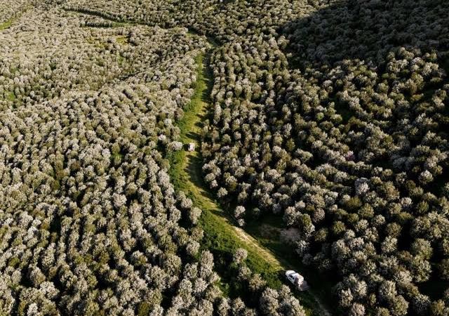 Plantaron 200.000 árboles y terminaron dañando un humedal protegido en Nueva Zelanda