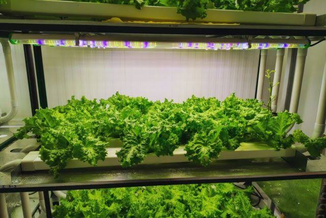 De La Plata a la Antártida: la bióloga platense que hace crecer verduras en plena Base Esperanza