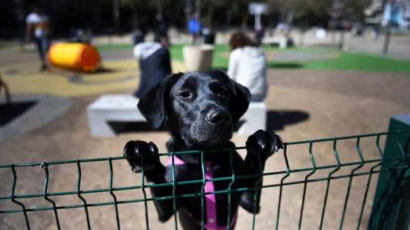 La iniciativa platense que busca acelerar el reencuentro con mascotas perdidas mediante códigos QR