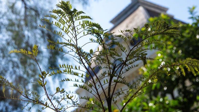 La UNLP subió 213 puestos en un ranking mundial de sostenibilidad