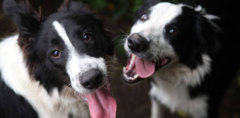 Un refugio de La Plata que cuida a 50 animales necesita ayuda para seguir adelante