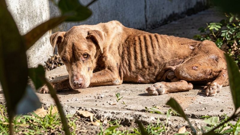 Denuncian abandono y maltrato animal en Olmos