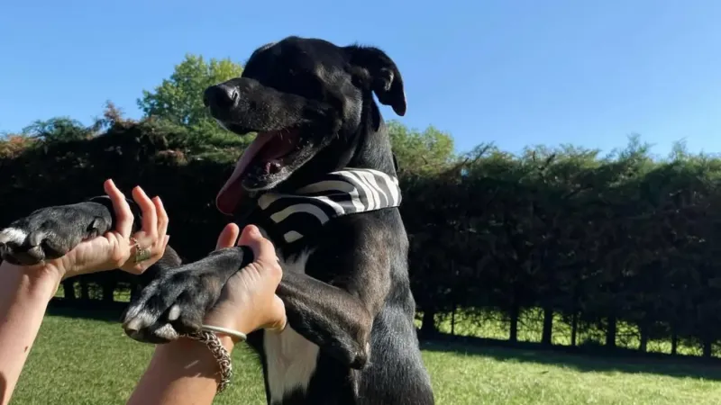 Vacunación antirrábica gratis en La Plata: dónde y cuándo llevar a perros y gatos