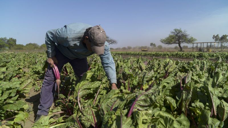 Familias hortícolas en crisis: 9 de cada 10 productores de La Plata están endeudados