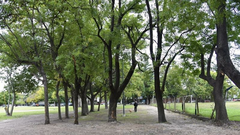 Alerta por el arbolado de La Plata: vecinos denuncian pérdida de árboles y reclaman un nuevo plan de protección